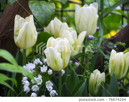 Tulip spring green, nemophila black, allium spring garden Tulip spring green, nemophila black, allium spring garden 76674284