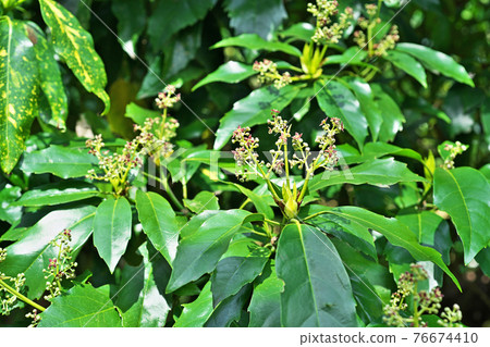 青木芽和花 76674410