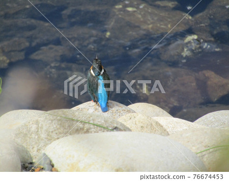 River and blue bird kingfisher River and blue bird kingfisher 76674453