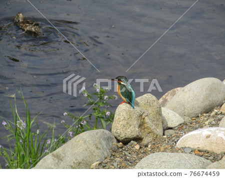 河和藍鳥翠鳥 河和藍鳥翠鳥 76674459