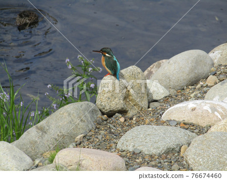 河和藍鳥翠鳥和鴨子 河和藍鳥翠鳥和鴨子 76674460