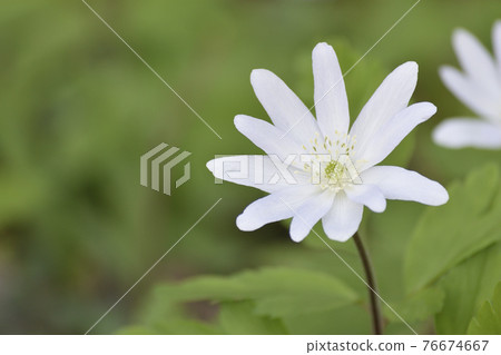 Chrysanthemums Chrysanthemums 76674667