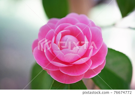Pink flower 76674772