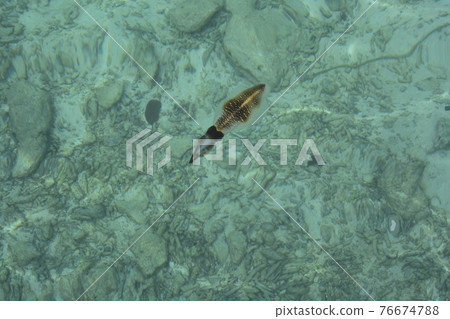 海灘度假村,馬爾代夫 海灘度假村,馬爾代夫 76674788