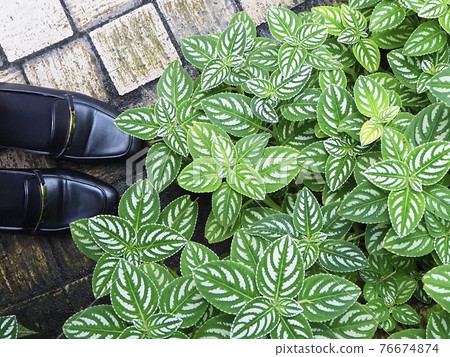 如畫的葉子 76674874