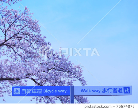 長廊上的櫻花 76674875