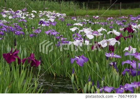 盛開的北山公園菖蒲園 76674959