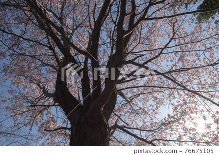 Sakura giant tree Sakura giant tree 76675105