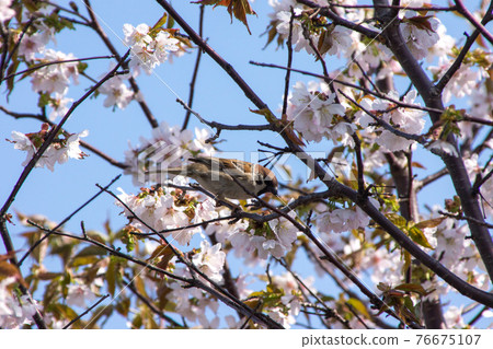 麻雀和小櫻 76675107