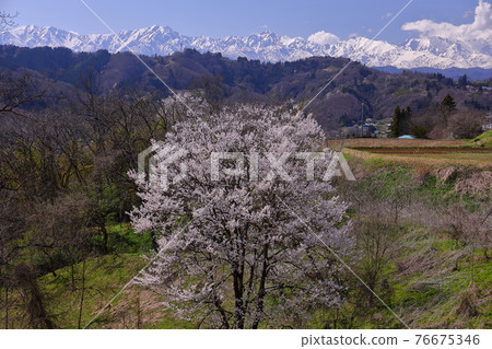 長野縣長野市新小町 白雪覆蓋的北阿爾卑斯山和櫻花 76675346