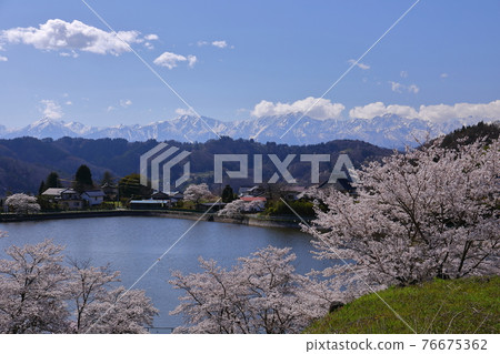 長野縣長野市新小町湧池 白雪覆蓋的北阿爾卑斯山和櫻花 76675362