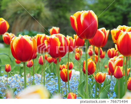 Two-colored tulips in full bloom, red and yellow Two-colored tulips in full bloom, red and yellow 76675494