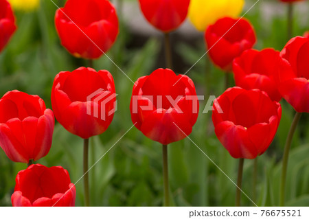 Tulips lined up Tulips lined up 76675521
