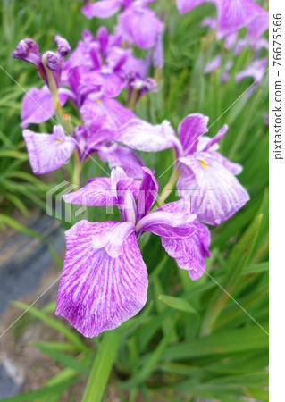 Iris iris 76675566