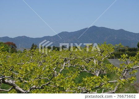 Toyohashi Ishimaki Kakien and Mt. Hongu 76675602