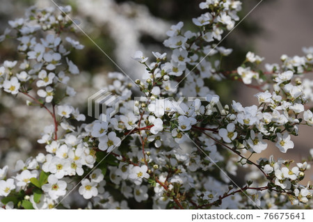 早春公園裡盛開的繡線菊白花 76675641