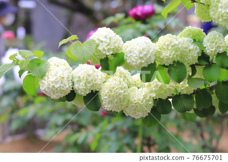 Odemari flowers 76675701