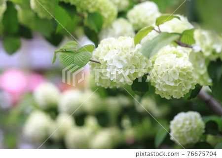 Odemari flowers 76675704