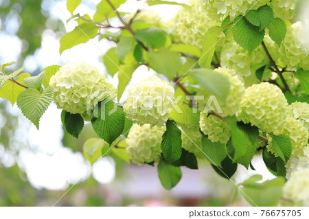 小手花 小手花 76675705