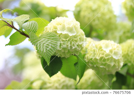 小手花 小手花 76675706