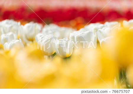 鬱金香花田 鬱金香花田 76675707