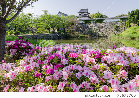 杜鵑花盛開的舞鶴公園 76675709