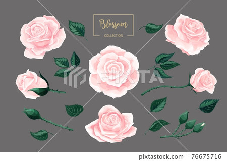 Cream pink roses blossom collection. Rose flowers set isolated on gray Cream pink roses blossom collection. Rose flowers set isolated on gray 76675716