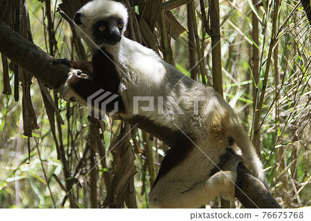 Coquerel's sifaka in Madagascar 76675768