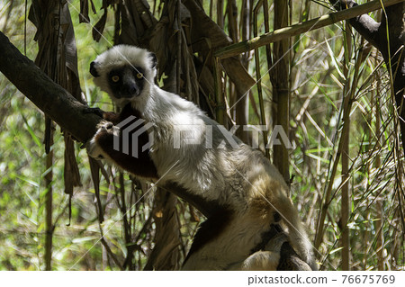 Coquerel's sifaka in Madagascar 76675769