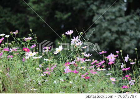 Cosmos Cosmos 76675787