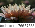 花瓣 76675788