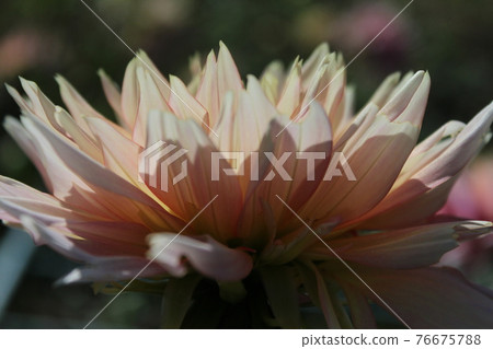 花瓣 花瓣 76675788