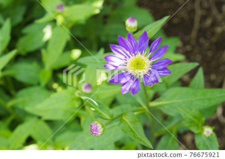 Miyako Wasure 76675921