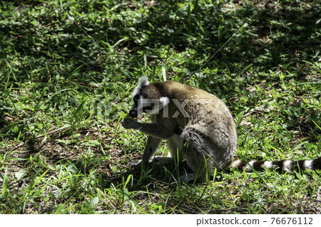 Ring-tailed lemur in Madagascar Ring-tailed lemur in Madagascar 76676112