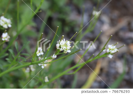 Small white flowers of Cardamine flexuosa blooming in the field in early spring Small white flowers of Cardamine flexuosa blooming in the field in early spring 76676293
