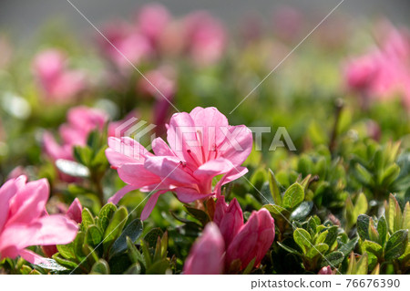 杜鵑花瓣[幼花瓣] 76676390