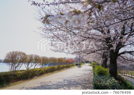 Sakura Hashienuma Environmental Fureai Park Sakura Hashienuma Environmental Fureai Park 76676499