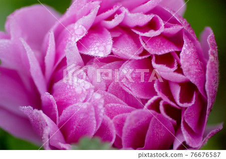 早春花瓣上美麗閃亮的水滴 早春花瓣上美麗閃亮的水滴 76676587