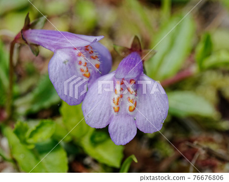 Spring Mountain Wild Grass Spring Mountain Wild Grass 76676806