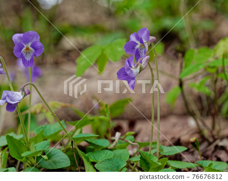 Nioi tachibubisu Nioi tachibubisu 76676812