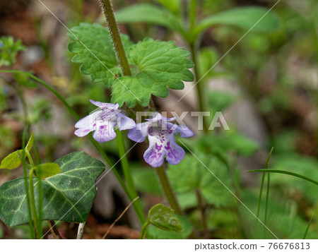 Glechoma grandis flower Glechoma grandis flower 76676813