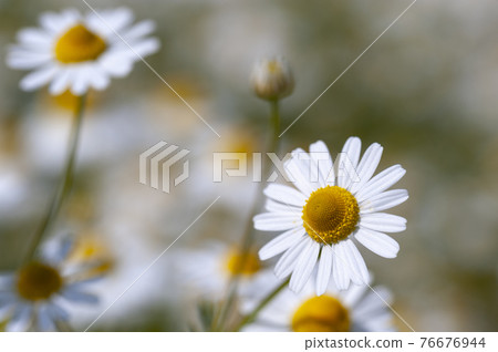 Chamomile 76676944