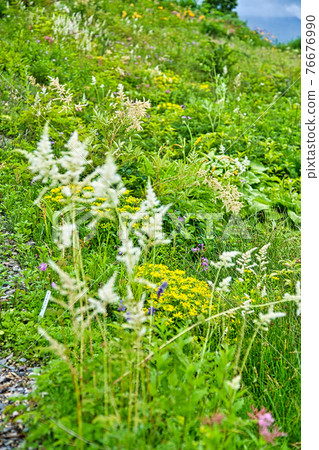 Hakusan Takayama Botanical Garden 76676990