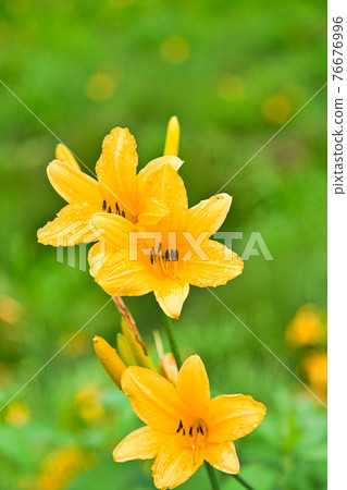 Hakusan Takayama Botanical Garden 76676996