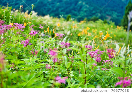 Hakusan Takayama Botanical Garden 76677058