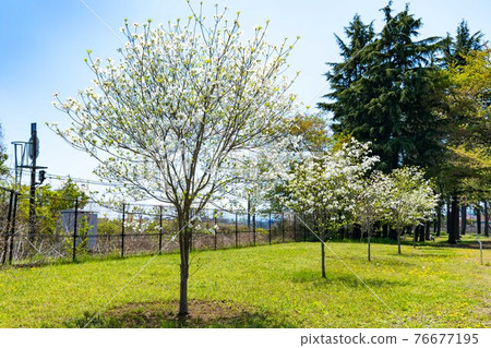 瑞穗生態公園，瑞穗町，東京山茱萸和藍天 76677195