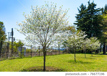 瑞穗生態公園,瑞穗町,東京山茱萸和藍天 瑞穗生態公園,瑞穗町,東京山茱萸和藍天 76677196