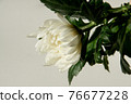White chrysanthemum flower indoor shooting white background 76677228