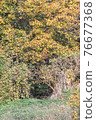 Autumn, rugged forest. 76677368