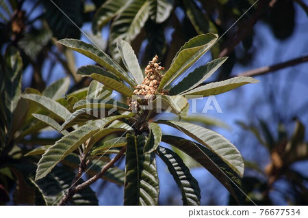 When the loquat flower really changes 76677534